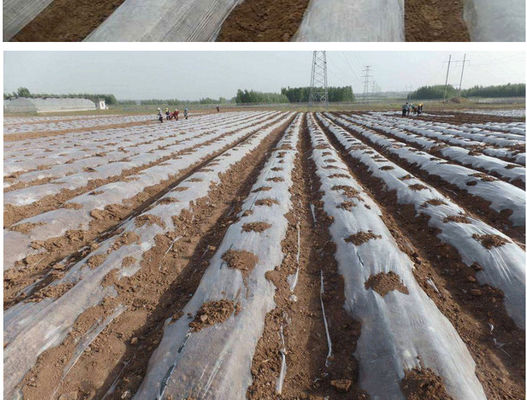 917-330-4 πλαστικοί Polyglycerol τροποποιητών εστέρες των λιπαρών οξέων PGE E475